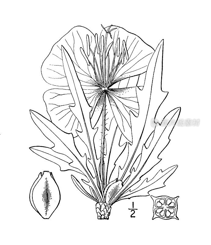 古植物学植物插图:Lavauxia brachycarpa，短荚樱草花